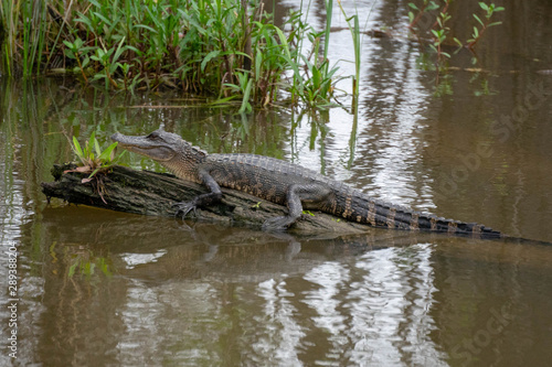 Baby Alligator © Brendan