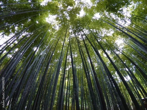        -bamboo
