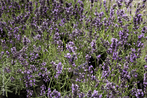 Garden lavender plants
