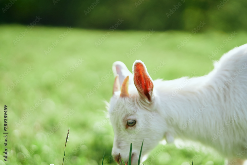 Obraz premium rabbit in the grass