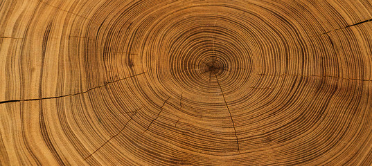 Old wooden oak tree cut surface. Detailed warm dark brown and orange tones of a felled tree trunk or stump. Rough organic texture of tree rings with close up of end grain.