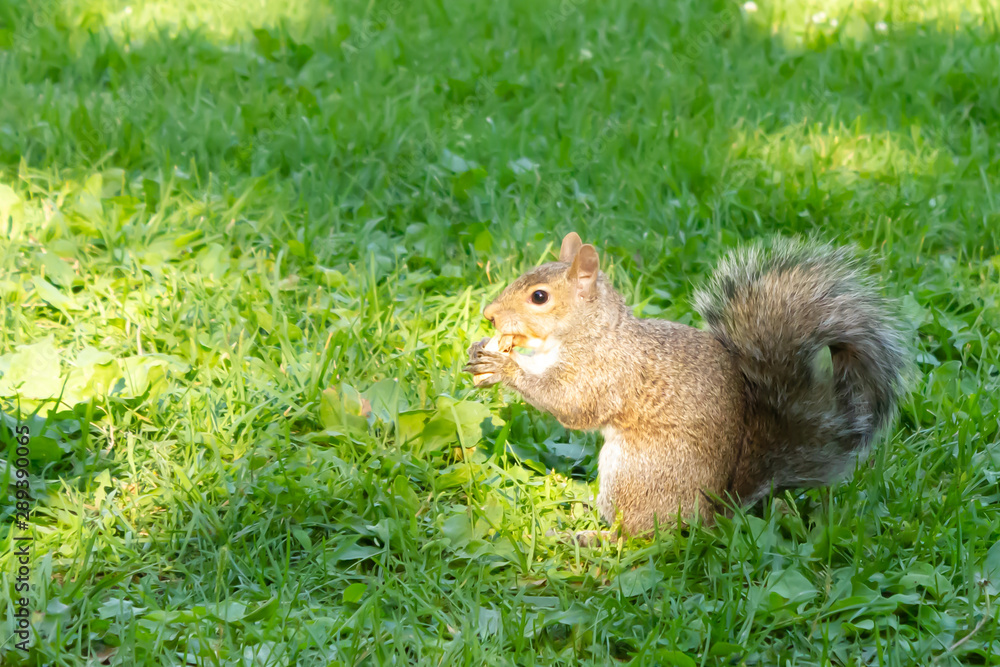squirrel with a peanut in a park in Ottawa, Canada squirrel with a peanut in a park in Ottawa, Canada