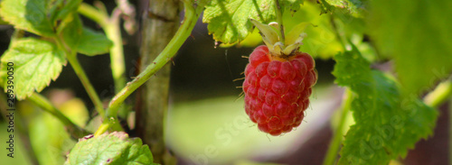 Delicious ripe red raspberry on the vine