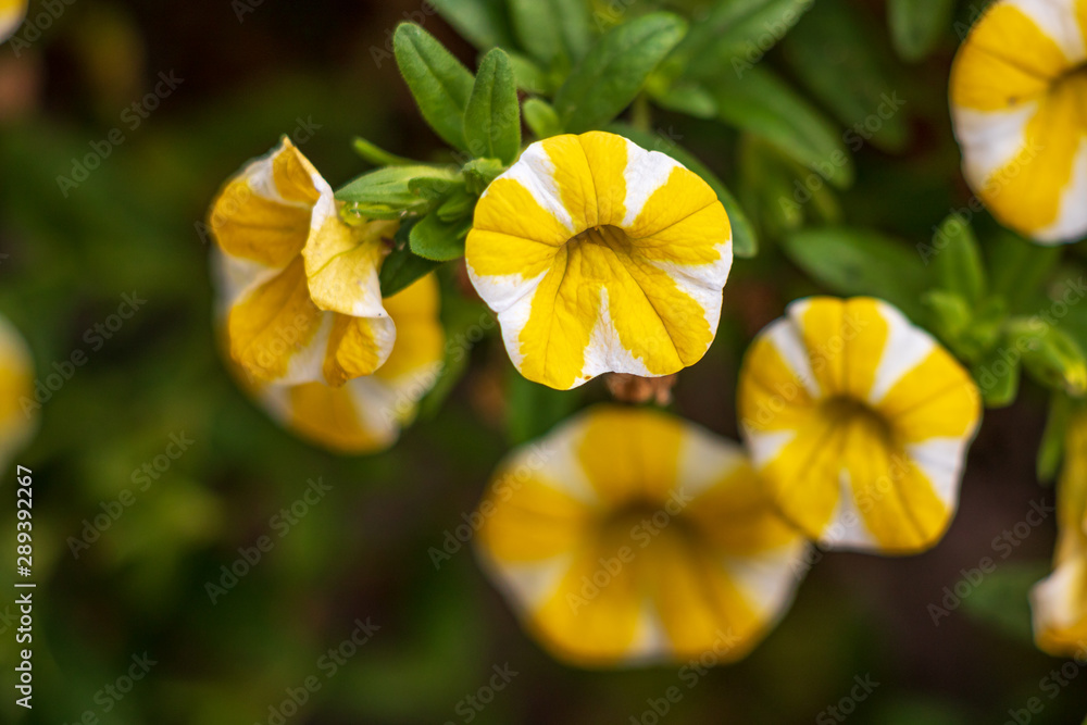 Obraz premium Small yellow and white flowers
