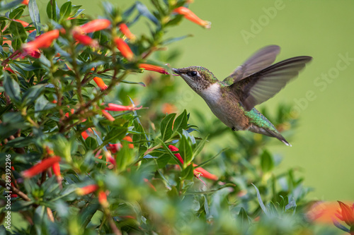 Ruby-throated hummingbird feeding at firecracker plant