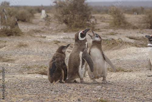 penguin mom with her children