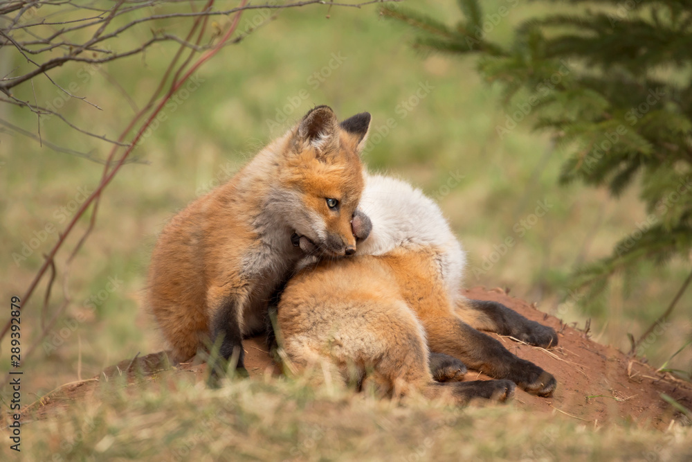 Fototapeta premium Red fox kit