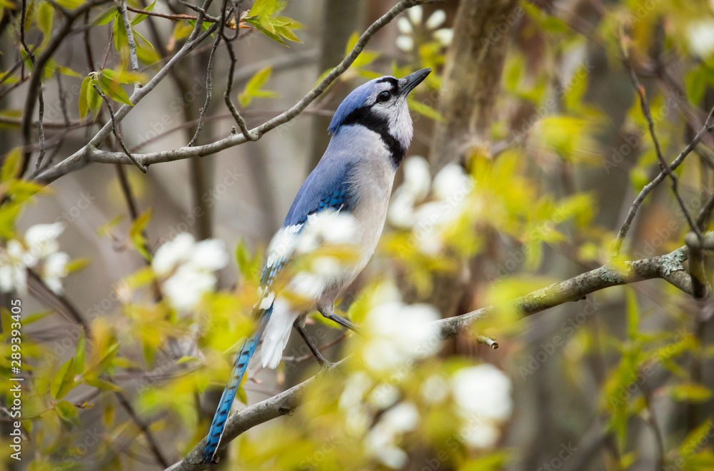 Blue Jay