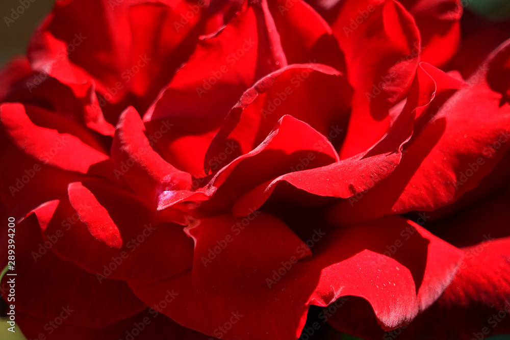 red rose red rose