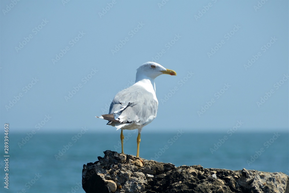 a seagull sitting on a rock at the seashore a seagull sitting on a rock at the seashore