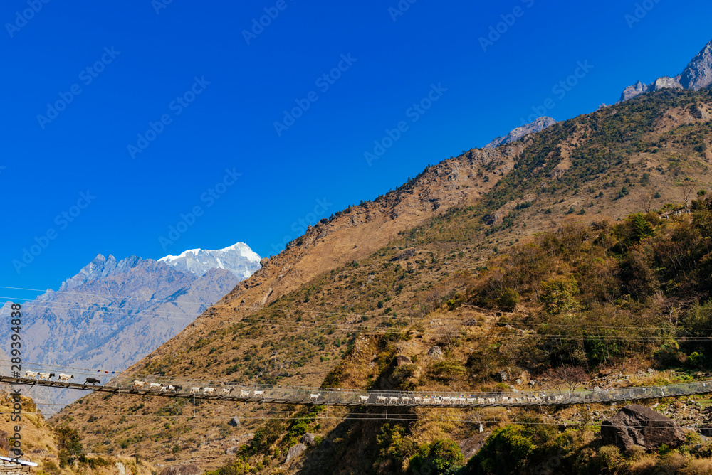 Cable bridge with goats over River that flows trough rocky valley in Himalaya mountains in Nepal.