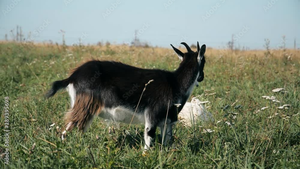 Black and white goat in the meadow against the blue sky Black and white goat in the meadow against the blue sky