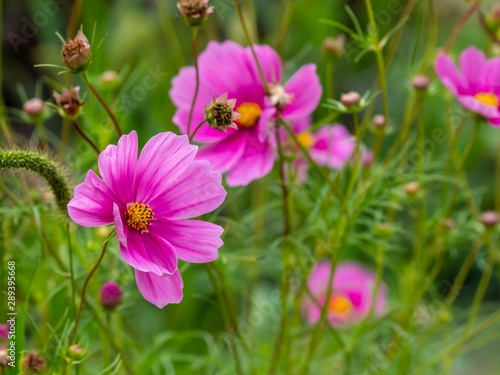 Beautiful Wildflowers Growing in Nature