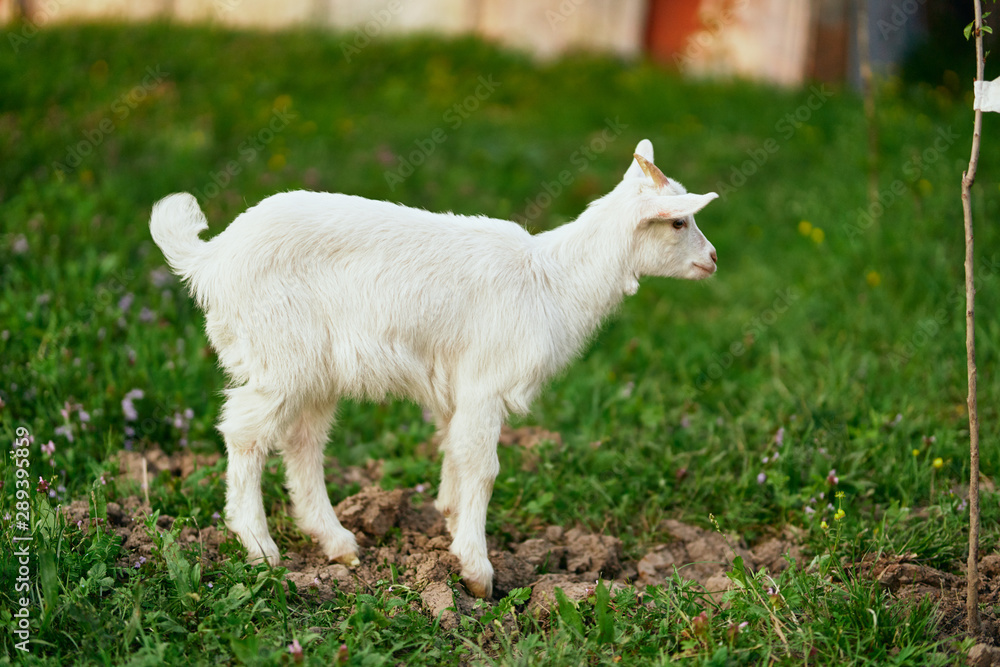 Obraz premium goat on green grass
