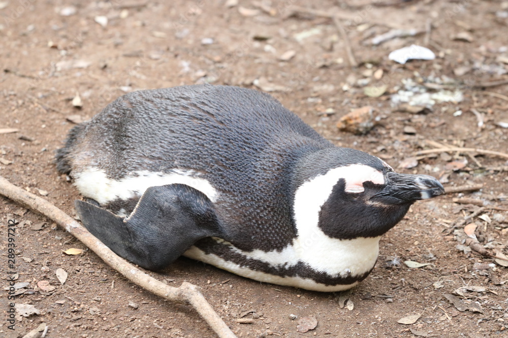 Fototapeta premium penguin