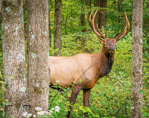 Adult Bull Elk in the Pennsylvania Wilds © David