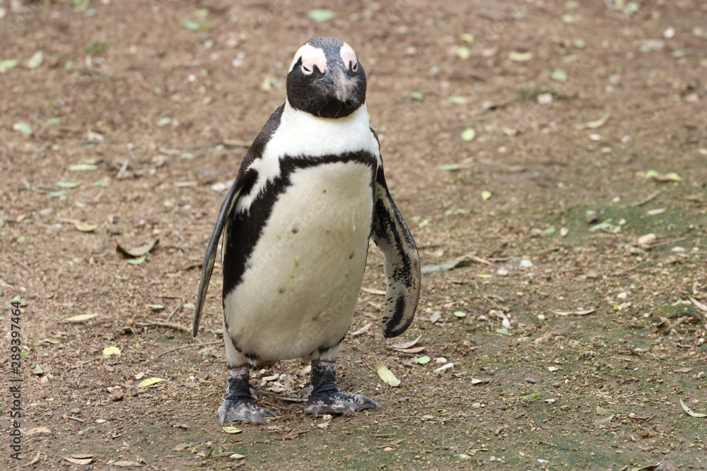 Obraz premium penguin south africa