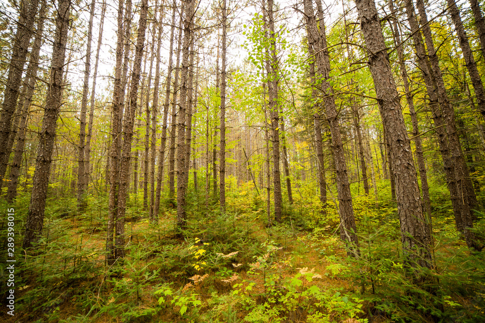 Forest Bathing