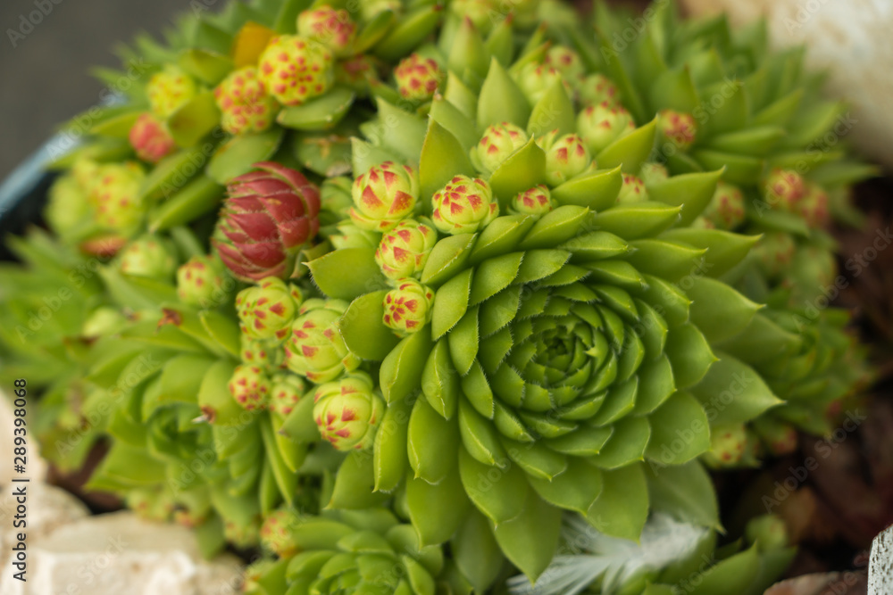 Succulent plant beautiful green colored with a nice rosette characteristic for this plant Succulent plant beautiful green colored with a nice rosette characteristic for this plant