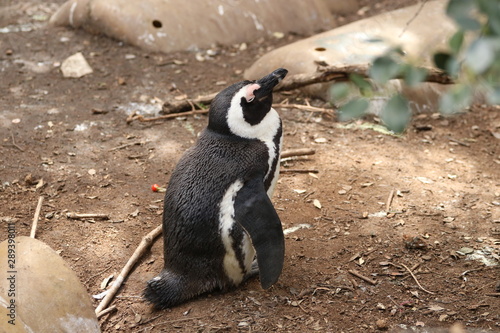 Fototapeta Naklejka Na Ścianę i Meble -  south africa penguin