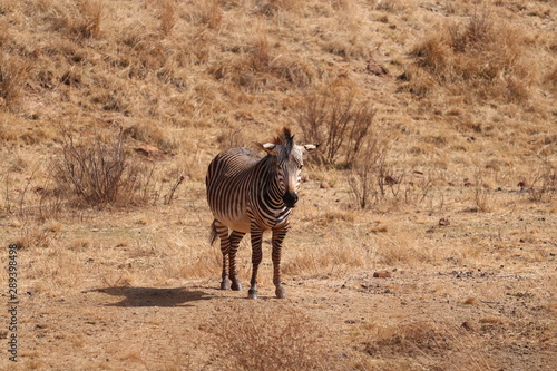 Fototapeta Naklejka Na Ścianę i Meble -  souh african zebra