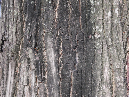 Tree bark © Bios PK