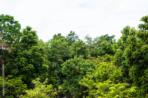 green tree leaves and branches isolated on white background