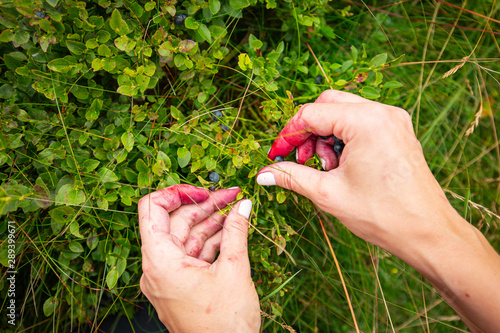 Fresh Wild Bilberies Picking Female Hands photo