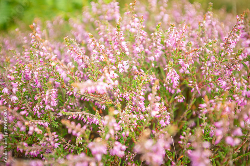 Blossom Heather Flowers Meadow Background