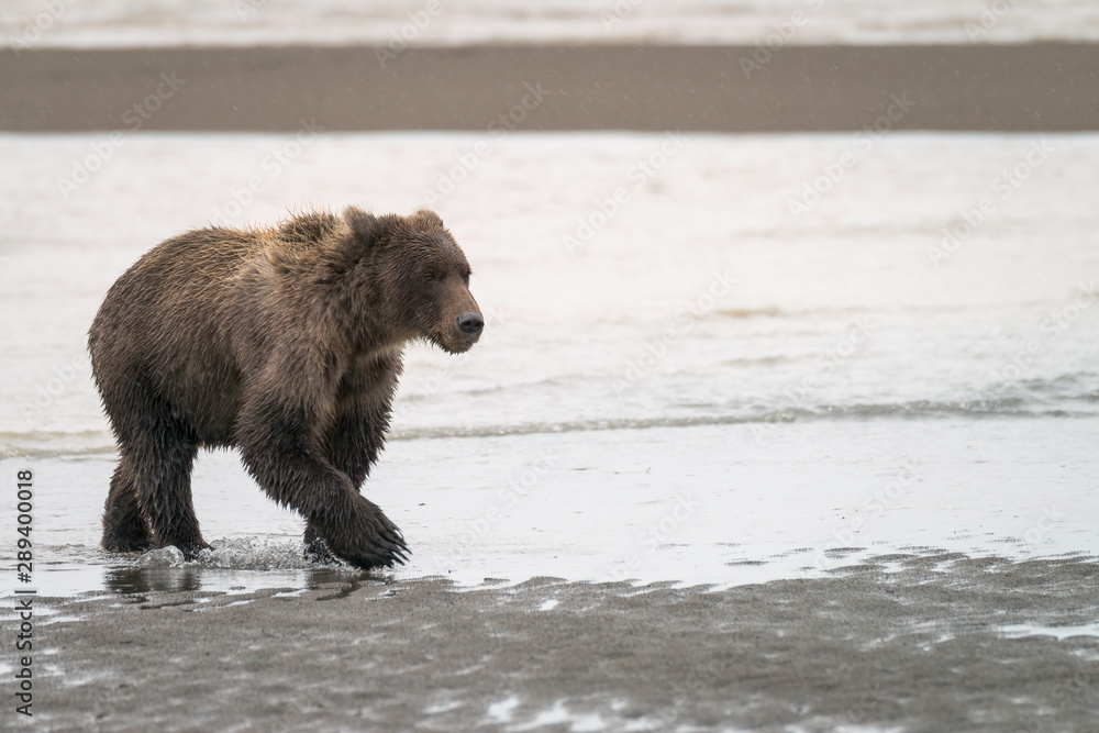 Obraz premium Grizzly bear walking down the beach in the rain. Image taken in Lake Clark National Park and Preserve, Alaska.