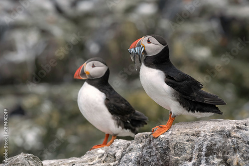 Pair of puffins (one with sand eels in its mouth) standing on a rock with the breeding colony in the background.  Image taken in the Farne Islands, United Kingdom. © Lori Labrecque
