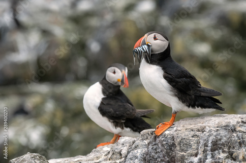 Pair of puffins (one with sand eels in its mouth) standing on a rock with the breeding colony in the background.  Image taken in the Farne Islands, United Kingdom. © Lori Labrecque