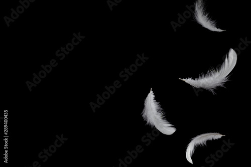 Abstract, soft white feathers floating in the air, isolated on black background.