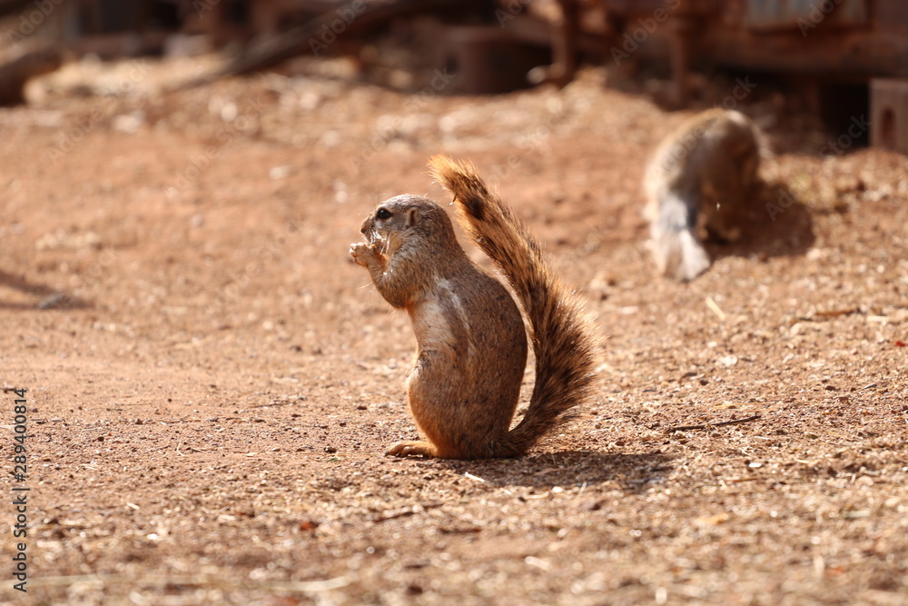 Obraz premium squirrel eating nut