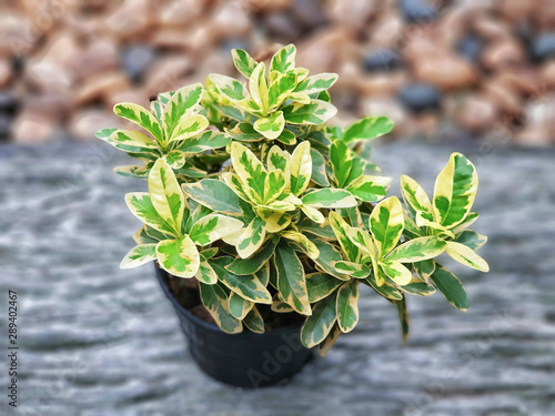 West Indian Jasmine is a low shrub in a potted.(Dwarf Variegated Leaved).houseplant decorated in the garden. tree leaves mixed with green and yellow