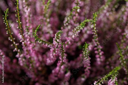 Forest heather close up. Still life on a wooden background. Beautiful heather.