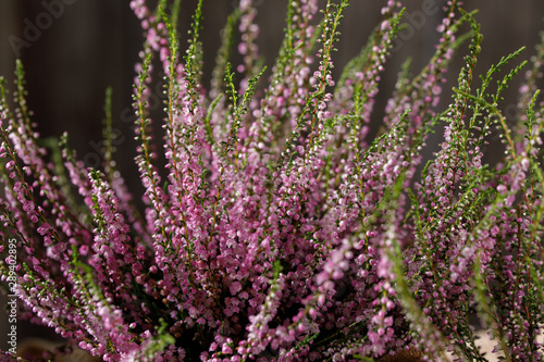 Forest heather close up. Still life on a wooden background. Beautiful heather.