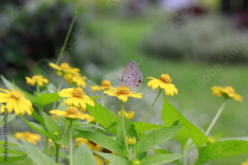 butterfly on a flower © Sun