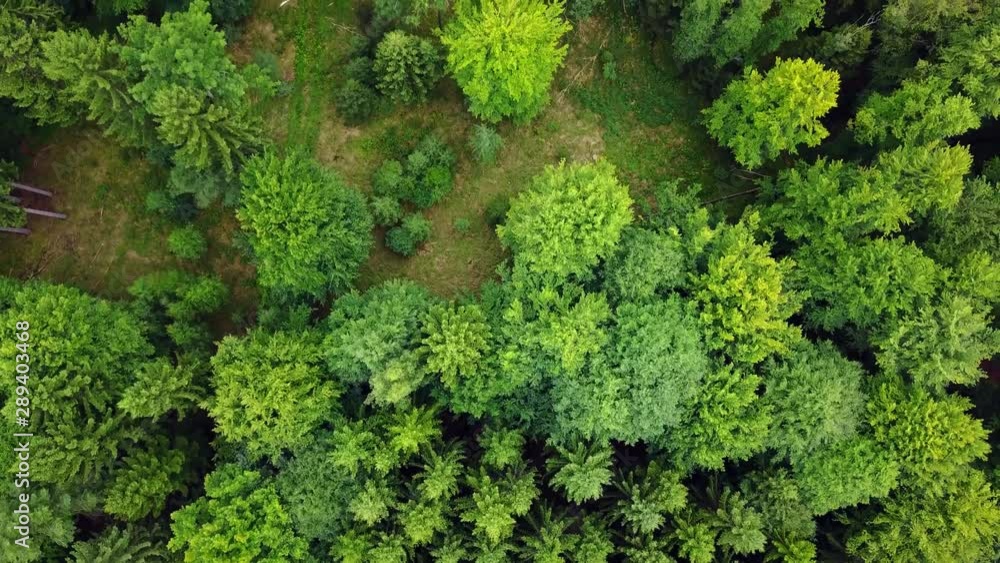 Slow birds eye topdown drone dolly over green trees in spring Slow birds eye topdown drone dolly over green trees in spring
