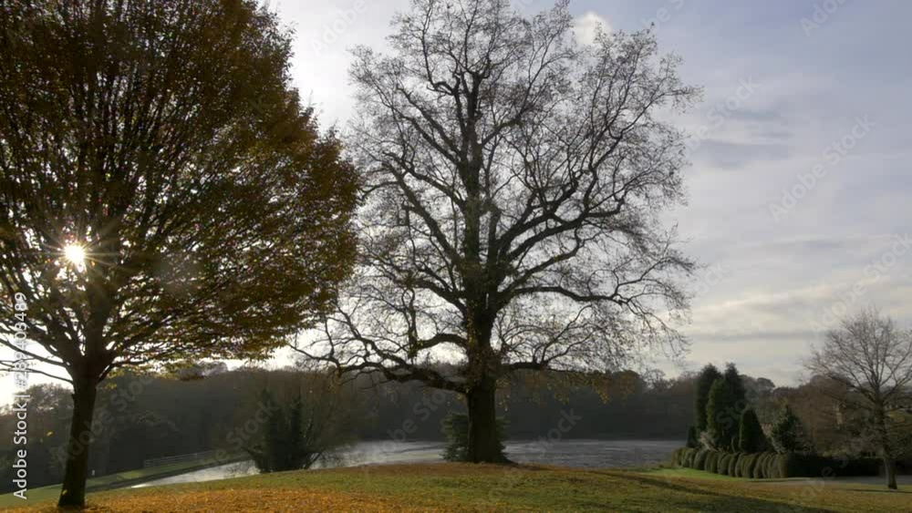 A Beautiful Forest Scenery With Big Trees And A Lake In The Distance A Beautiful Forest Scenery With Big Trees And A Lake In The Distance