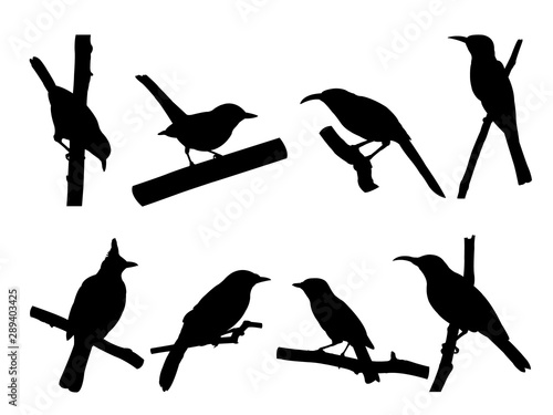 Collection of Bird on tree branch Silhouettes.