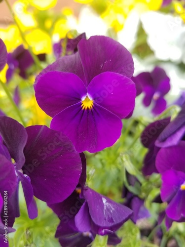 purple flowers in the garden 2
