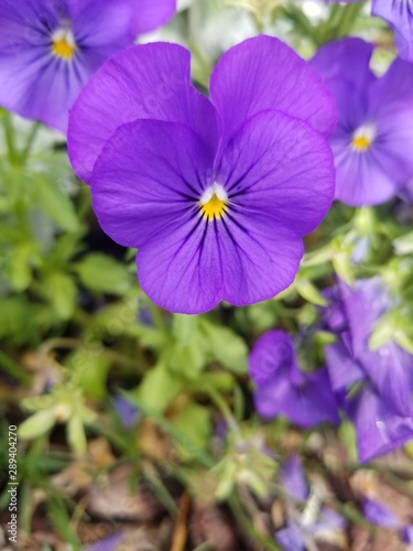 purple flowers in the garden 1
