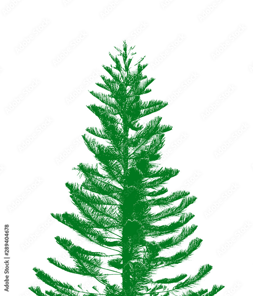 fir tree isolated on white background 
