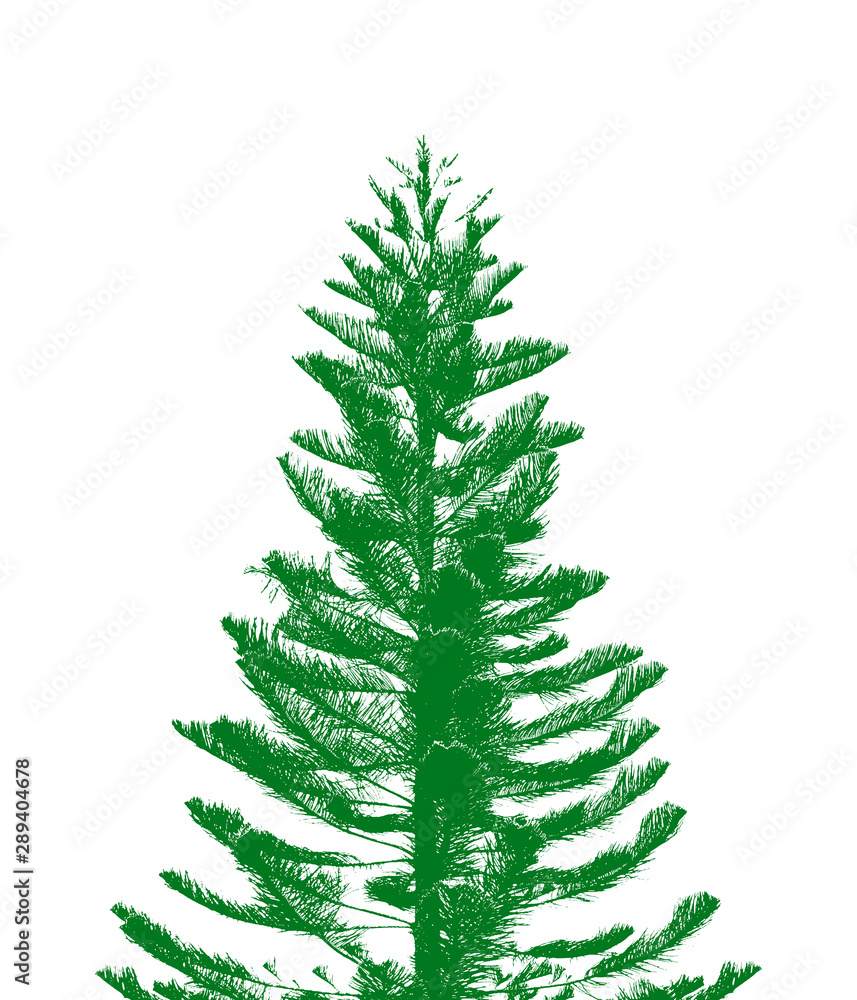 Fototapeta premium fir tree isolated on white background 