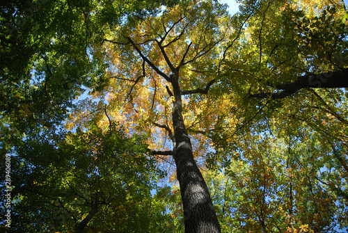 Forest Canopy