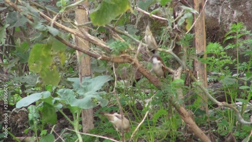 Three sparrow on vegetable plant photo