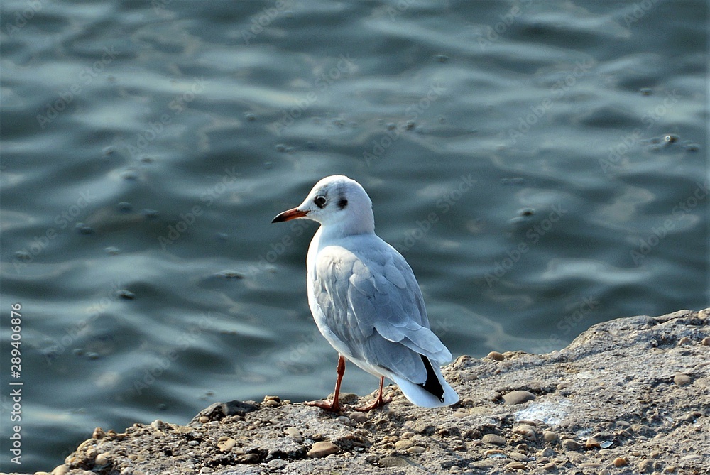 Fototapeta premium a seagull sitting on a rock at the seashore