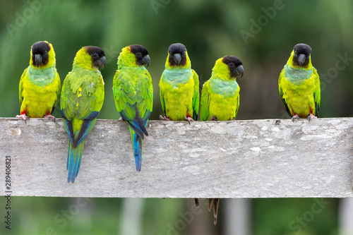 A baeautiful group of Periquito-de-cabeça-preta (Nanday Parakeet),  in their natural habitat at Pantanal, Mato Grosso do Sul, Brazil