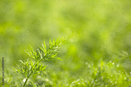 Young dill on a morning bed in the dew and glare from the sun in the process of growth close-up. Background from green juicy and tender dill in the morning dew macro with copy space.